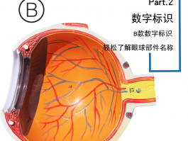 眼球仪